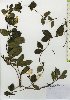  ( - TW025956)  @11 [ ] Copyright (2021) Unspecified Forestry and Forest Products Research Institute