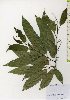  ( - TW025961)  @11 [ ] Copyright (2021) Unspecified Forestry and Forest Products Research Institute