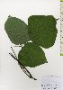  ( - TW025962)  @11 [ ] Copyright (2021) Unspecified Forestry and Forest Products Research Institute