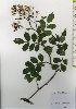  (Rosa multiflora var. adenochaeta - TW025977)  @11 [ ] Copyright (2021) Unspecified Forestry and Forest Products Research Institute