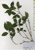  ( - TW025983)  @11 [ ] Copyright (2021) Unspecified Forestry and Forest Products Research Institute