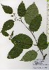  ( - TW025987)  @11 [ ] Copyright (2021) Unspecified Forestry and Forest Products Research Institute