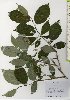  ( - TW025997)  @11 [ ] Copyright (2021) Unspecified Forestry and Forest Products Research Institute