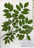  ( - TW026004)  @11 [ ] Copyright (2021) Unspecified Forestry and Forest Products Research Institute