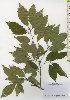  ( - TW026008)  @11 [ ] Copyright (2021) Unspecified Forestry and Forest Products Research Institute
