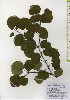  ( - TW026009)  @11 [ ] Copyright (2021) Unspecified Forestry and Forest Products Research Institute