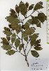  ( - TW026028)  @11 [ ] Copyright (2021) Unspecified Forestry and Forest Products Research Institute