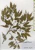  ( - TW026030)  @11 [ ] Copyright (2021) Unspecified Forestry and Forest Products Research Institute