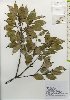  ( - TW026031)  @11 [ ] Copyright (2021) Unspecified Forestry and Forest Products Research Institute