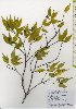  ( - TW026032)  @11 [ ] Copyright (2021) Unspecified Forestry and Forest Products Research Institute