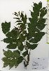  ( - TW026035)  @11 [ ] Copyright (2021) Unspecified Forestry and Forest Products Research Institute