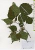  ( - TW026036)  @11 [ ] Copyright (2021) Unspecified Forestry and Forest Products Research Institute