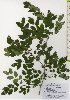 ( - TW026042)  @11 [ ] Copyright (2021) Unspecified Forestry and Forest Products Research Institute