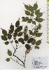  ( - TW026045)  @11 [ ] Copyright (2021) Unspecified Forestry and Forest Products Research Institute