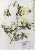  (Hydrangea luteovenosa var. luteovenosa - TW026046)  @11 [ ] Copyright (2021) Unspecified Forestry and Forest Products Research Institute