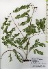  ( - TW026058)  @11 [ ] Copyright (2021) Unspecified Forestry and Forest Products Research Institute