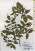  ( - TW026062)  @11 [ ] Copyright (2021) Unspecified Forestry and Forest Products Research Institute