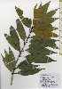  ( - TW026063)  @11 [ ] Copyright (2021) Unspecified Forestry and Forest Products Research Institute