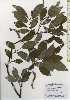  (Salix sieboldiana var. sieboldiana - TW026065)  @11 [ ] Copyright (2021) Unspecified Forestry and Forest Products Research Institute