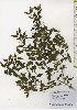  (Abelia serrata var. serrata - TW026071)  @11 [ ] Copyright (2021) Unspecified Forestry and Forest Products Research Institute