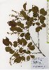  ( - TW026075)  @11 [ ] Copyright (2021) Unspecified Forestry and Forest Products Research Institute