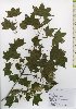  ( - TW026077)  @11 [ ] Copyright (2021) Unspecified Forestry and Forest Products Research Institute