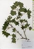  ( - TW026082)  @11 [ ] Copyright (2021) Unspecified Forestry and Forest Products Research Institute