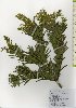  ( - TW026085)  @11 [ ] Copyright (2021) Unspecified Forestry and Forest Products Research Institute