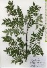  ( - TW026094)  @11 [ ] Copyright (2021) Unspecified Forestry and Forest Products Research Institute
