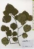  ( - TW026108)  @11 [ ] Copyright (2021) Unspecified Forestry and Forest Products Research Institute