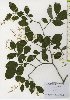  ( - TW026109)  @11 [ ] Copyright (2021) Unspecified Forestry and Forest Products Research Institute