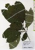  ( - TW026110)  @11 [ ] Copyright (2021) Unspecified Forestry and Forest Products Research Institute