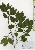  ( - TW026114)  @11 [ ] Copyright (2021) Unspecified Forestry and Forest Products Research Institute