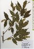  ( - TW026116)  @11 [ ] Copyright (2021) Unspecified Forestry and Forest Products Research Institute