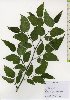  ( - TW026119)  @11 [ ] Copyright (2021) Unspecified Forestry and Forest Products Research Institute