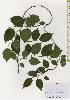  ( - TW026121)  @11 [ ] Copyright (2021) Unspecified Forestry and Forest Products Research Institute