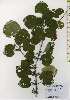  ( - TW026141)  @11 [ ] Copyright (2021) Unspecified Forestry and Forest Products Research Institute