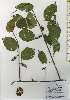  ( - TW026147)  @11 [ ] Copyright (2021) Unspecified Forestry and Forest Products Research Institute