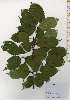  ( - TW026162)  @11 [ ] Copyright (2021) Unspecified Forestry and Forest Products Research Institute