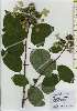  ( - TW026167)  @11 [ ] Copyright (2021) Unspecified Forestry and Forest Products Research Institute