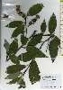  ( - TW026168)  @11 [ ] Copyright (2021) Unspecified Forestry and Forest Products Research Institute