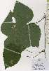  ( - TW026177)  @11 [ ] Copyright (2021) Unspecified Forestry and Forest Products Research Institute