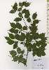  ( - TW026185)  @11 [ ] Copyright (2021) Unspecified Forestry and Forest Products Research Institute