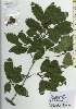  ( - TW026194)  @11 [ ] Copyright (2021) Unspecified Forestry and Forest Products Research Institute