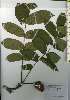  ( - TW026200)  @11 [ ] Copyright (2021) Unspecified Forestry and Forest Products Research Institute