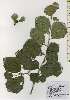  ( - TW026204)  @11 [ ] Copyright (2021) Unspecified Forestry and Forest Products Research Institute