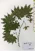  ( - TW026205)  @11 [ ] Copyright (2021) Unspecified Forestry and Forest Products Research Institute