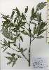  ( - TW026212)  @11 [ ] Copyright (2021) Unspecified Forestry and Forest Products Research Institute