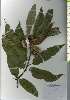  ( - TW026225)  @11 [ ] Copyright (2021) Unspecified Forestry and Forest Products Research Institute