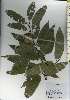 ( - TW026258)  @11 [ ] Copyright (2021) Unspecified Forestry and Forest Products Research Institute